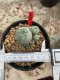 Lophophora Williamsii  5-6 cm 12 years old seed ownroot flower seedling ロフォフォラ　烏羽玉　仔吹き サボテン