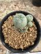 Lophophora Williamsii  5-6 cm 12 years old seed ownroot flower seedling ロフォフォラ　烏羽玉　仔吹き サボテン