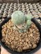 Lophophora Williamsii  5-6 cm 12 years old seed ownroot flower seedling ロフォフォラ　烏羽玉　仔吹き サボテン
