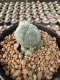 Lophophora Williamsii  5-6 cm 12 years old seed ownroot flower seedling ロフォフォラ　烏羽玉　仔吹き サボテン