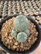 Lophophora Williamsii  5-6 cm 12 years old seed ownroot flower seedling ロフォフォラ　烏羽玉　仔吹き サボテン