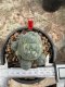 Lophophora Williamsii  5-6 cm 12 years old seed ownroot flower seedling ロフォフォラ　烏羽玉　仔吹き サボテン