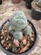Lophophora Williamsii  5-6 cm 12 years old seed ownroot flower seedling ロフォフォラ　烏羽玉　仔吹き サボテン