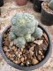 Lophophora Williamsii  5-6 cm 12 years old seed ownroot flower seedling ロフォフォラ　烏羽玉　仔吹き サボテン