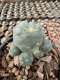 Lophophora Williamsii  5-6 cm 12 years old seed ownroot flower seedling ロフォフォラ　烏羽玉　仔吹き サボテン