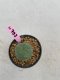 Lophophora Williamsii 6-7 cm 9 years old seed ownroot flower seedling ロフォフォラ　烏羽玉　仔吹き　サボテン