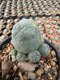 Lophophora Williamsii  5-6 cm 12 years old seed ownroot flower seedling ロフォフォラ　烏羽玉　仔吹き サボテン