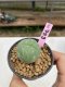 Lophophora Williamsii 6-7 cm 9 years old seed ownroot flower seedling ロフォフォラ　烏羽玉　仔吹き　サボテン