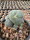 Lophophora Williamsii  5-6 cm 12 years old seed ownroot flower seedling ロフォフォラ　烏羽玉　仔吹き サボテン