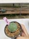 Lophophora Williamsii 6-7 cm 9 years old seed ownroot flower seedling ロフォフォラ　烏羽玉　仔吹き　サボテン