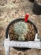 Lophophora Williamsii  5-6 cm 12 years old seed ownroot flower seedling ロフォフォラ 烏羽玉　仔吹き サボテン