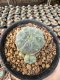 Lophophora Williamsii  5-6 cm 12 years old seed ownroot flower seedling ロフォフォラ 烏羽玉　仔吹き サボテン