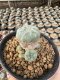 Lophophora Williamsii  5-6 cm 12 years old seed ownroot flower seedling ロフォフォラ 烏羽玉　仔吹き サボテン