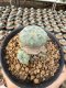 Lophophora Williamsii  5-6 cm 12 years old seed ownroot flower seedling ロフォフォラ 烏羽玉　仔吹き サボテン