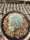 Lophophora Williamsii  5-6 cm 12 years old seed ownroot flower seedling ロフォフォラ 烏羽玉　仔吹き サボテン