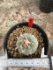 Lophophora Williamsii  5-6 cm 12 years old seed ownroot flower seedling ロフォフォラ 烏羽玉　仔吹き サボテン