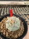 Lophophora Williamsii  5-6 cm 12 years old seed ownroot flower seedling ロフォフォラ 烏羽玉　仔吹き サボテン