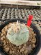 Lophophora Williamsii  5-6 cm 12 years old seed ownroot flower seedling ロフォフォラ 烏羽玉　仔吹き サボテン