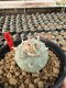 Lophophora Williamsii  5-6 cm 12 years old seed ownroot flower seedling ロフォフォラ 烏羽玉　仔吹き サボテン