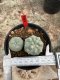 Lophophora Williamsii  5-6 cm 12 years old seed ownroot flower seedling ロフォフォラ 烏羽玉　仔吹き サボテン