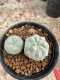 Lophophora Williamsii  5-6 cm 12 years old seed ownroot flower seedling ロフォフォラ 烏羽玉　仔吹き サボテン