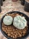 Lophophora Williamsii  5-6 cm 12 years old seed ownroot flower seedling ロフォフォラ 烏羽玉　仔吹き サボテン