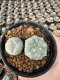 Lophophora Williamsii  5-6 cm 12 years old seed ownroot flower seedling ロフォフォラ 烏羽玉　仔吹き サボテン
