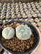 Lophophora Williamsii  5-6 cm 12 years old seed ownroot flower seedling ロフォフォラ 烏羽玉　仔吹き サボテン