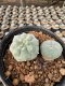 Lophophora Williamsii  5-6 cm 12 years old seed ownroot flower seedling ロフォフォラ 烏羽玉　仔吹き サボテン