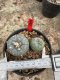 Lophophora Williamsii  5-6 cm 12 years old seed ownroot flower seedling ロフォフォラ 烏羽玉　仔吹き サボテン