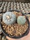 Lophophora Williamsii  5-6 cm 12 years old seed ownroot flower seedling ロフォフォラ 烏羽玉　仔吹き サボテン