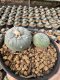 Lophophora Williamsii  5-6 cm 12 years old seed ownroot flower seedling ロフォフォラ 烏羽玉　仔吹き サボテン