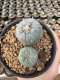 Lophophora Williamsii  5-6 cm 12 years old seed ownroot flower seedling ロフォフォラ 烏羽玉　仔吹き サボテン