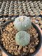 Lophophora Williamsii  5-6 cm 12 years old seed ownroot flower seedling ロフォフォラ 烏羽玉　仔吹き サボテン