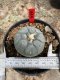 Lophophora Williamsii  5-6 cm 12 years old seed ownroot flower seedling ロフォフォラ 烏羽玉　仔吹き サボテン