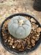Lophophora Williamsii  5-6 cm 12 years old seed ownroot flower seedling ロフォフォラ 烏羽玉　仔吹き サボテン