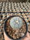 Lophophora Williamsii  5-6 cm 12 years old seed ownroot flower seedling ロフォフォラ 烏羽玉　仔吹き サボテン