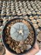 Lophophora Williamsii  5-6 cm 12 years old seed ownroot flower seedling ロフォフォラ 烏羽玉　仔吹き サボテン