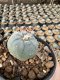 Lophophora Williamsii  5-6 cm 12 years old seed ownroot flower seedling ロフォフォラ 烏羽玉　仔吹き サボテン