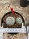 Lophophora Williamsii  5-6 cm 12 years old seed ownroot flower seedling ロフォフォラ 烏羽玉　仔吹き サボテン