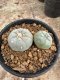 Lophophora Williamsii  5-6 cm 12 years old seed ownroot flower seedling ロフォフォラ 烏羽玉　仔吹き サボテン