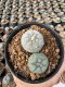 Lophophora Williamsii  5-6 cm 12 years old seed ownroot flower seedling ロフォフォラ 烏羽玉　仔吹き サボテン