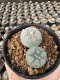 Lophophora Williamsii  5-6 cm 12 years old seed ownroot flower seedling ロフォフォラ 烏羽玉　仔吹き サボテン