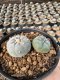 Lophophora Williamsii  5-6 cm 12 years old seed ownroot flower seedling ロフォフォラ 烏羽玉　仔吹き サボテン