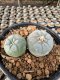 Lophophora Williamsii  5-6 cm 12 years old seed ownroot flower seedling ロフォフォラ 烏羽玉　仔吹き サボテン