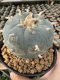 Lophophora Williamsii  5-6 cm 12 years old seed ownroot flower seedling ロフォフォラ 烏羽玉　仔吹き サボテン