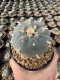 Lophophora Williamsii  5-6 cm 12 years old seed ownroot flower seedling ロフォフォラ 烏羽玉　仔吹き サボテン