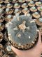 Lophophora Williamsii  5-6 cm 12 years old seed ownroot flower seedling ロフォフォラ 烏羽玉　仔吹き サボテン