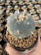 Lophophora Williamsii  5-6 cm 12 years old seed ownroot flower seedling ロフォフォラ 烏羽玉　仔吹き サボテン