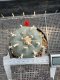 Lophophora Williamsii  5-6 cm 12 years old seed ownroot flower seedling ロフォフォラ 烏羽玉　仔吹き サボテン